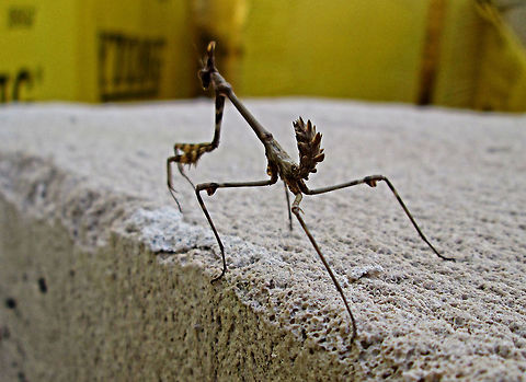 Mantis ??             Found this little guy in a local builders yard, no idea what it is, anyone help?                    Bulgaria,Empusa fasciata,Geotagged,Winter