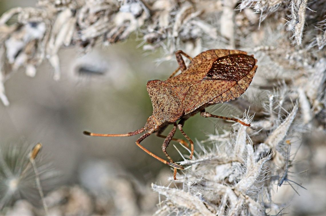 shield_bug Found this little bug in the garden, the sun reflecting of the patch on its back Bulgaria,Coreus marginatus,Dock bug,Geotagged,Winter
