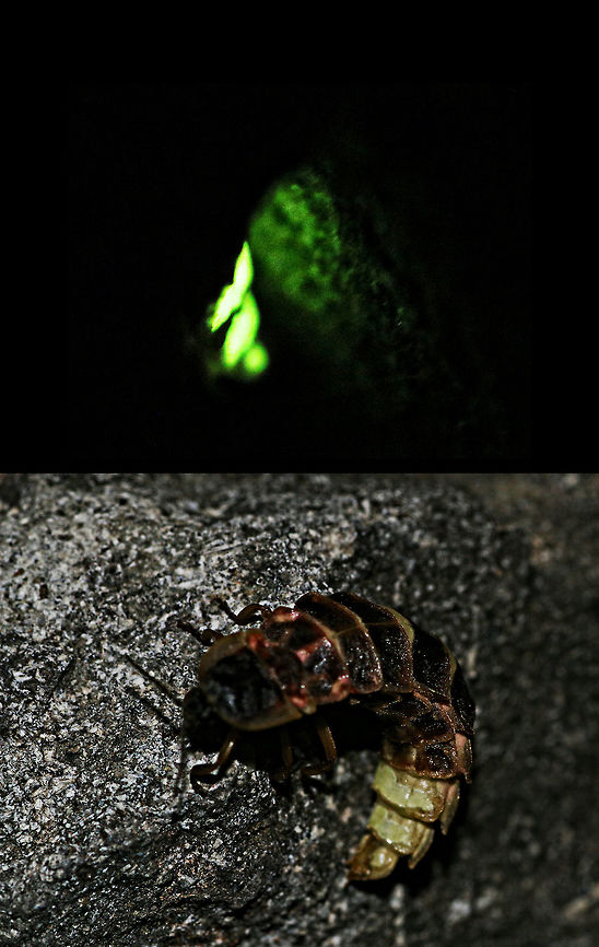 Little bug with glowing tail Saw this green glow in the undergrowth at night as shown in top photo. Took a flash shot which revealed this little bug around 10 to 15 mm long with a glowing tail.   Bulgaria,Geotagged