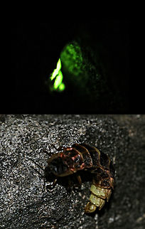 Little bug with glowing tail Saw this green glow in the undergrowth at night as shown in top photo. Took a flash shot which revealed this little bug around 10 to 15 mm long with a glowing tail.   Bulgaria,Geotagged