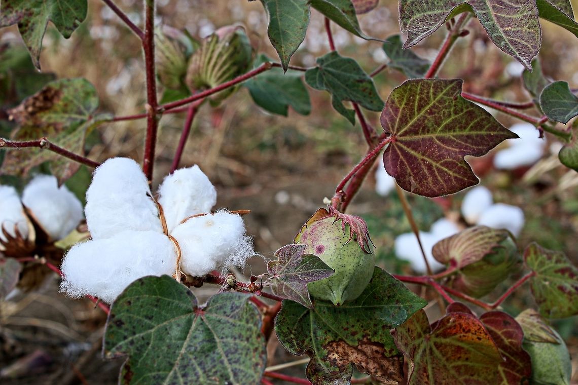 Cotton plant Growing in a field adjacent to our vineyard Bulgaria,Geotagged