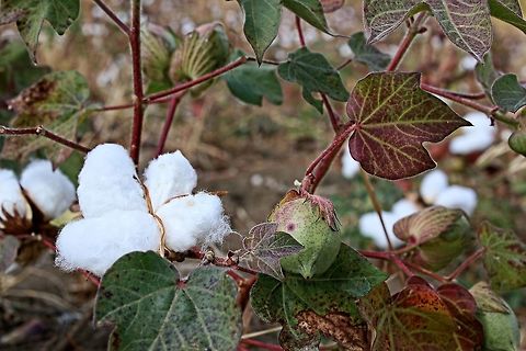 Cotton plant Growing in a field adjacent to our vineyard Bulgaria,Geotagged
