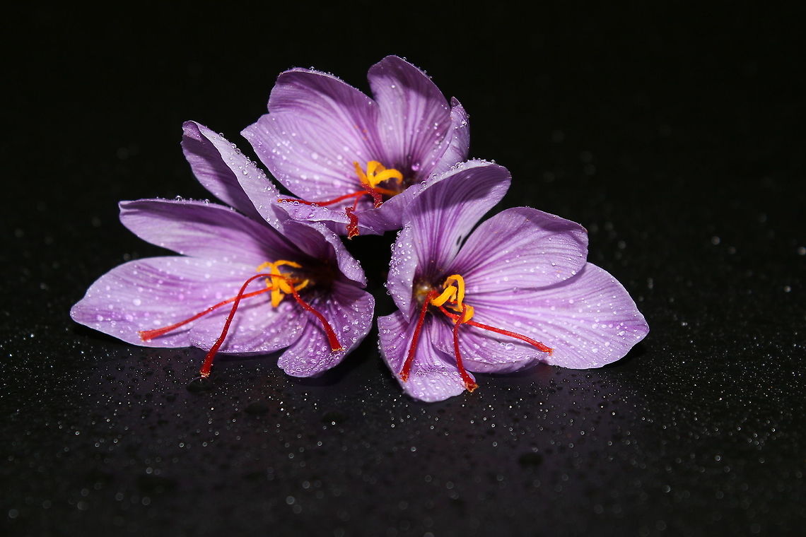 Saffron, grown in our village Saffron is a spice derived from the flower of Crocus sativus, commonly known as the &quot;saffron crocus&quot;. Crocus sativus,Saffron crocus,crocus,flower,saffron,spice