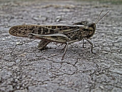 Migratory Locust Came across this guy while out walking in the forest, no more details Grasshopper,Locusta migratoria,Migratory locust,black,forest,grey,large