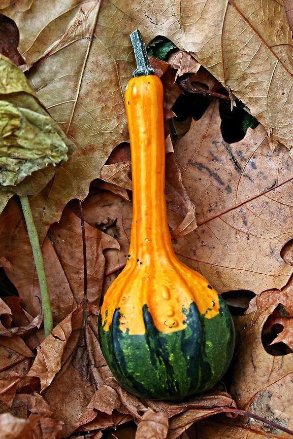 Decorative or ornamental gourd or squash It's that time of the year Cucurbita pepo,Fall,colour,decorative,gourd,squash,vegetable