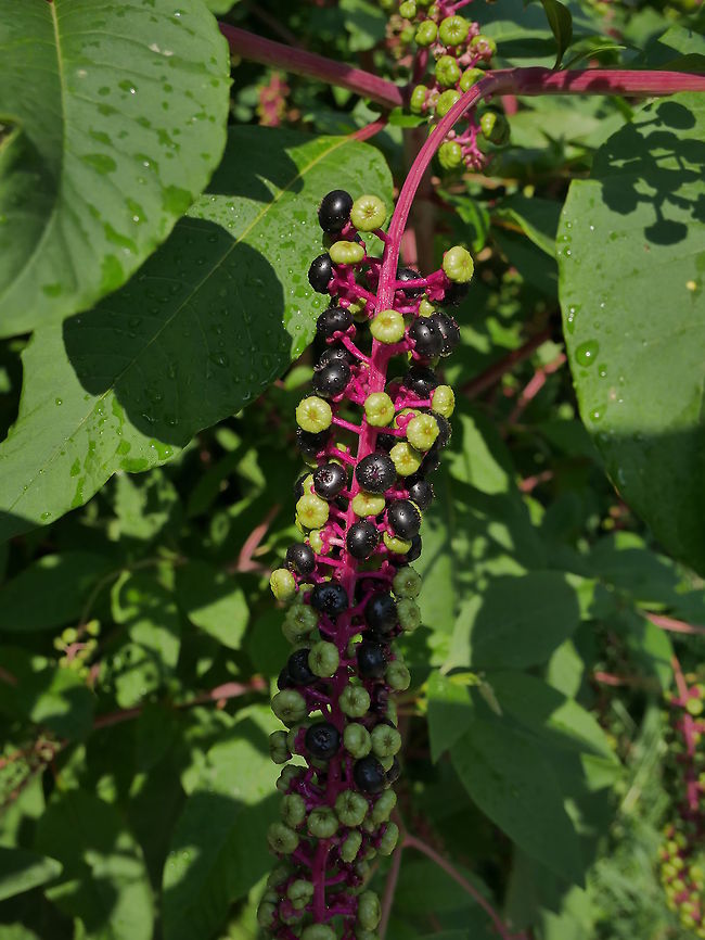 American Pokeweed (Phytolacca americana) Found this growing in the garden of our new house in Bulgaria. hopefully someone will identify it for us and tell us if it&#039;s edible American Pokeweed,Bulgaria,Geotagged,Phytolacca americana,Summer,berrie,black,bulgaria,plant