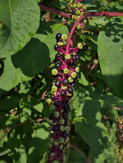 American Pokeweed (Phytolacca americana) Found this growing in the garden of our new house in Bulgaria. hopefully someone will identify it for us and tell us if it's edible American Pokeweed,Bulgaria,Geotagged,Phytolacca americana,Summer,berrie,black,bulgaria,plant