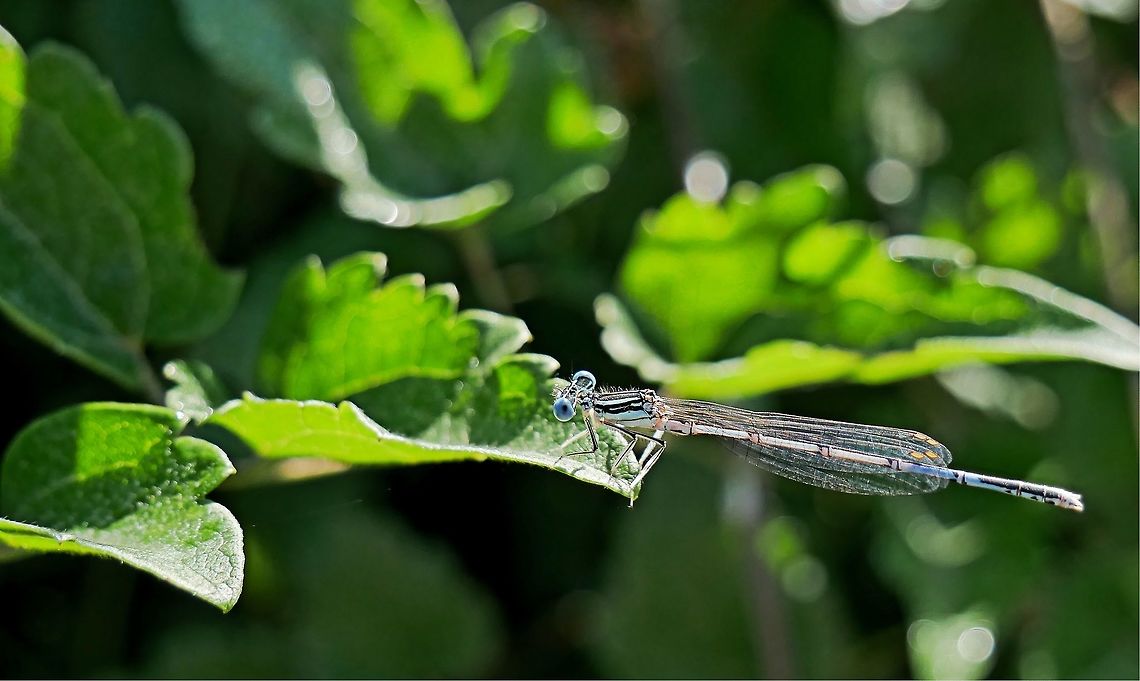 Male Damsel fly Damsel fly in the morning light Bulgaria,Geotagged,Platycnemis pennipes,White-legged Damselfly,Winter,damselfly,green,insect,morning,trees,wings