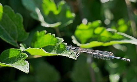 Male Damsel fly Damsel fly in the morning light Bulgaria,Geotagged,Platycnemis pennipes,White-legged Damselfly,Winter,damselfly,green,insect,morning,trees,wings