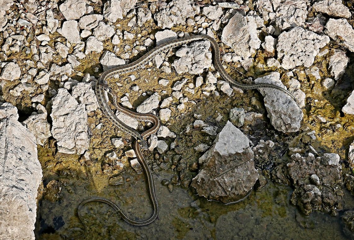 Grass snakes A pair of grass snakes enjoying the summer sun Bulgaria,Geotagged,Grass snake,Natrix natrix,Winter,nonvenomous,swimming