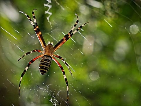 Wasp Spider in web came across this guy on my morning walk Argiope bruennichi,Bulgaria,Geotagged,Wasp spider,Winter