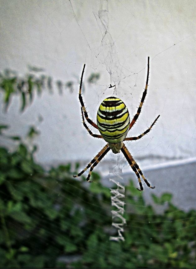 Wasp spider Uploaded an image of this little fellow previously but this time was able to gat a top view Argiope bruennichi,Bulgaria,Geotagged,Wasp spider,Winter