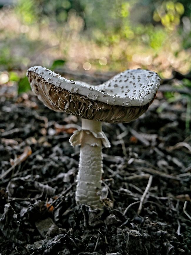 Parasol mushroom  Bulgaria,Geotagged,Winter