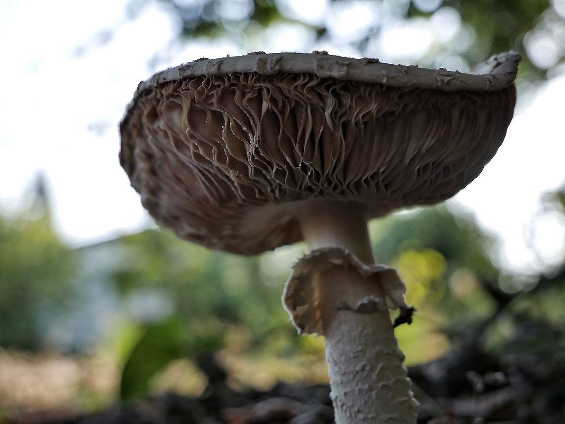 Parasol mushroom  Bulgaria,Geotagged,Winter
