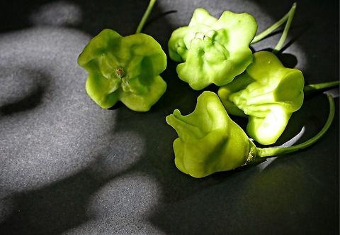 Hot peppers These little peppers were given to us by a neighbour who grows them. The nearest I.D. I can find to them is capsicum chinense but it would appear that capsicum chinense is native to America so I will have to rely on fellow members to help me identify them.  Bulgaria,Geotagged,Winter