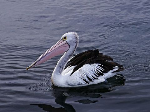 Australian pelican From my recent Australian visit Australia,Australian Pelican,Geotagged,Pelecanus conspicillatus,Summer