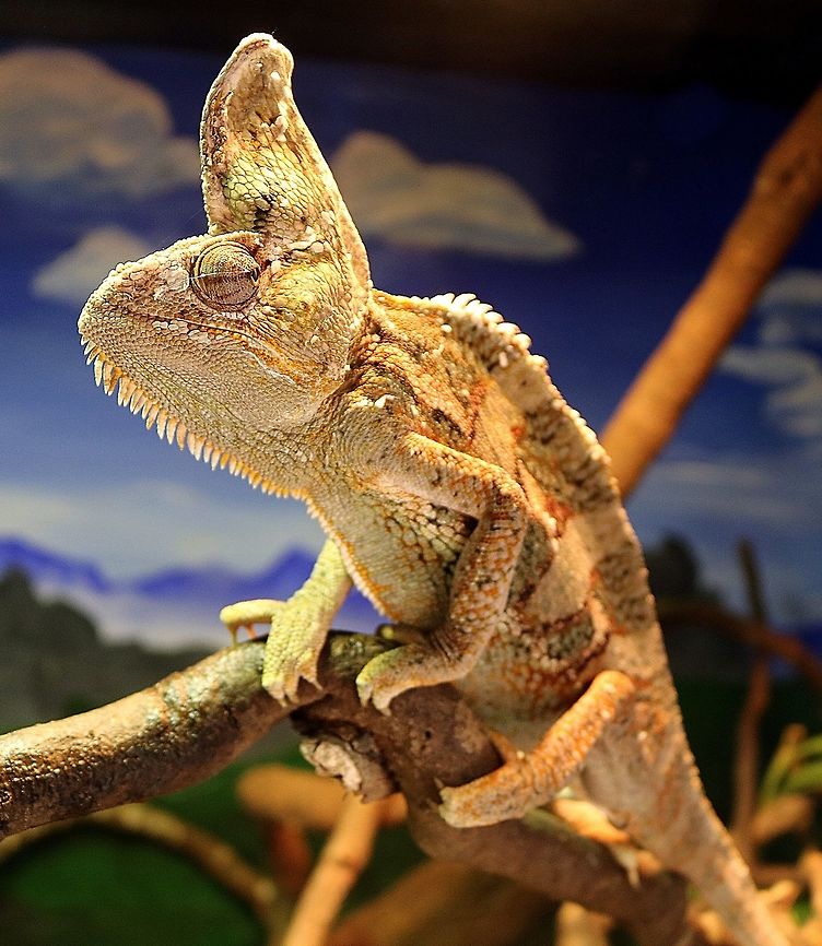 Chameleon posing  Chamaeleo calyptratus,Veiled chameleon