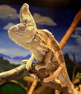 Chameleon posing  Chamaeleo calyptratus,Veiled chameleon