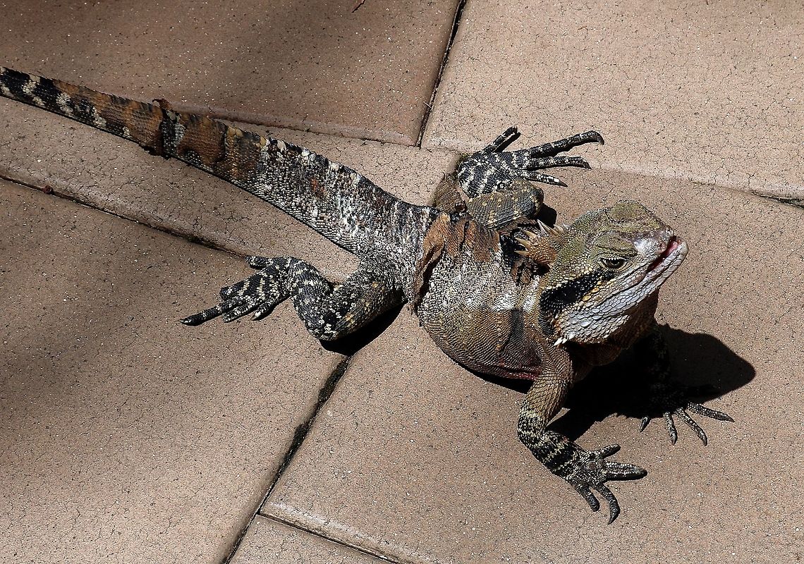 Australian Water Dragon  Australian water dragon,Intellagama lesueurii