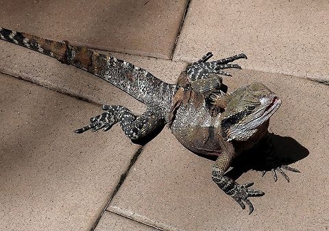 Australian Water Dragon  Australian water dragon,Intellagama lesueurii
