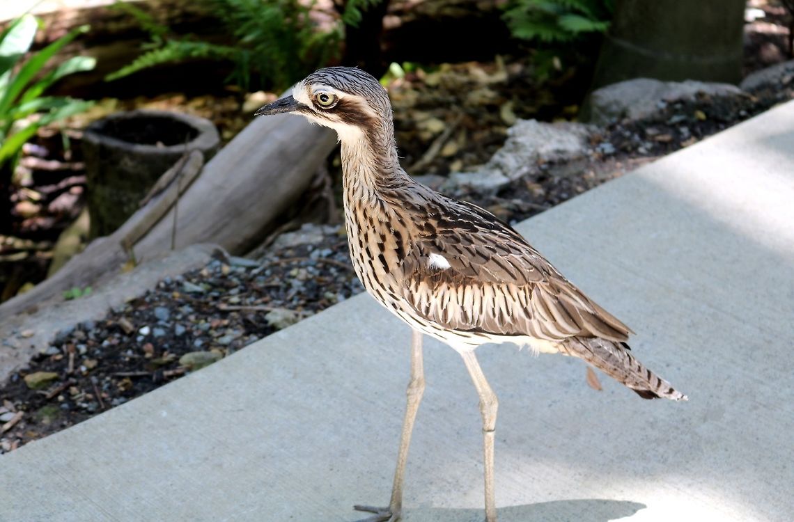 Bush-Stone Curlew  Burhinus grallarius,Bush stone-curlew