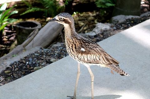 Bush-Stone Curlew  Burhinus grallarius,Bush stone-curlew
