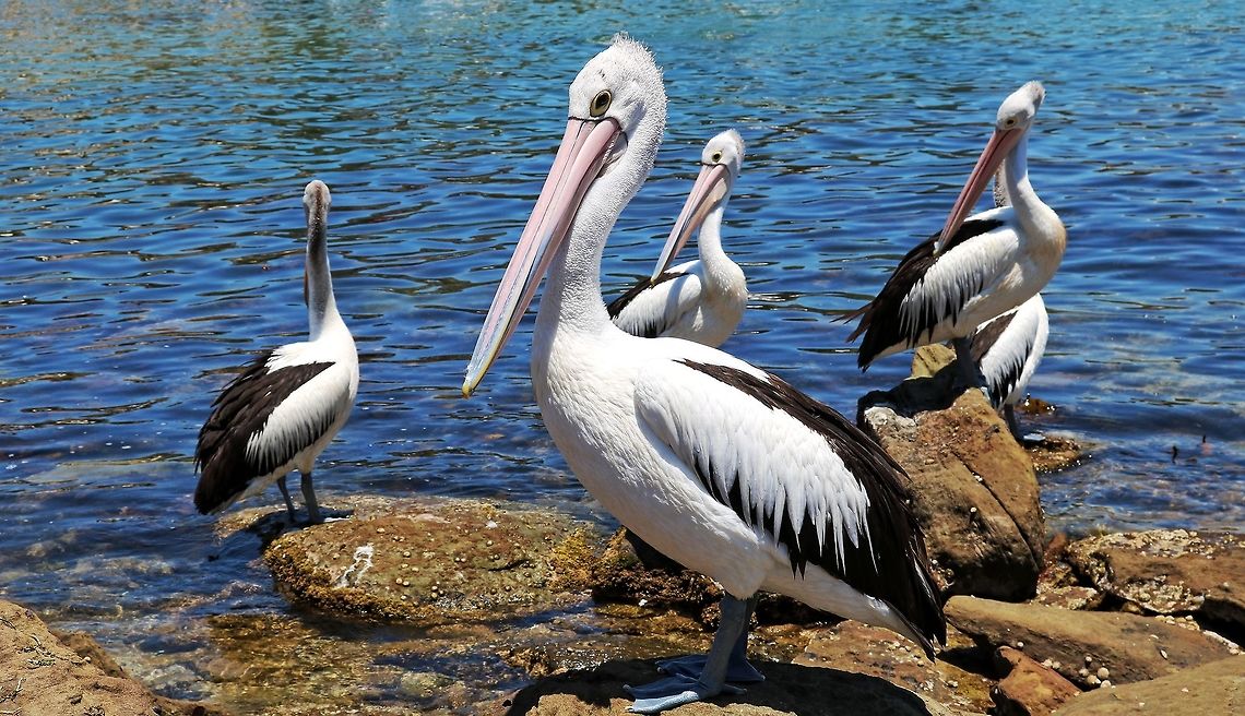 Australian Pelicans  Australian Pelican,Pelecanus conspicillatus