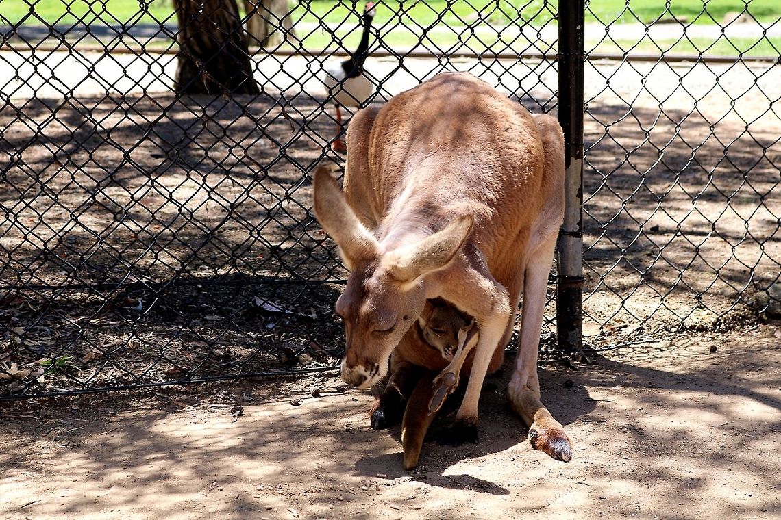 Australian kangaroo with baby Australian kangaroo with baby Macropus rufus,Red kangaroo
