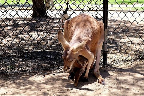Australian kangaroo with baby Australian kangaroo with baby Macropus rufus,Red kangaroo