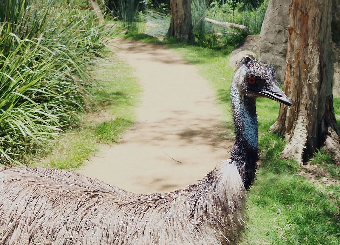 Emu Taken in Currumbin wildlife park, Gold coast, Australia Dromaius novaehollandiae,Emu