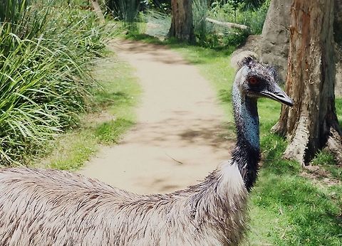 Emu Taken in Currumbin wildlife park, Gold coast, Australia Dromaius novaehollandiae,Emu