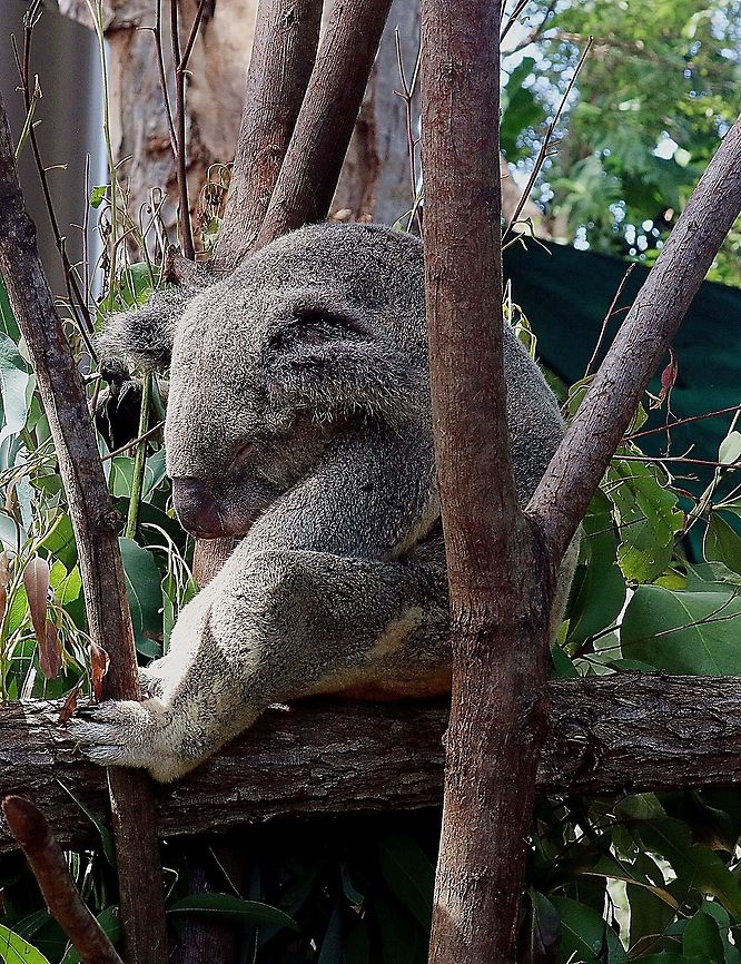 Sleeping Koala Taken in Currumbin wildlife park, Australia Koala,Phascolarctos cinereus,cinereus