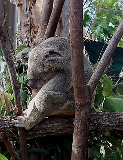 Sleeping Koala Taken in Currumbin wildlife park, Australia Koala,Phascolarctos cinereus,cinereus