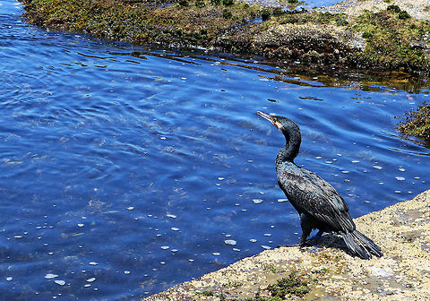 Cormorant Taken on the Gold coast, Australia Australian Pied Cormorant,Black-faced cormorant,Phalacrocorax fuscescens,Phalacrocorax lucidus,Phalacrocorax varius,White-breasted Cormorant