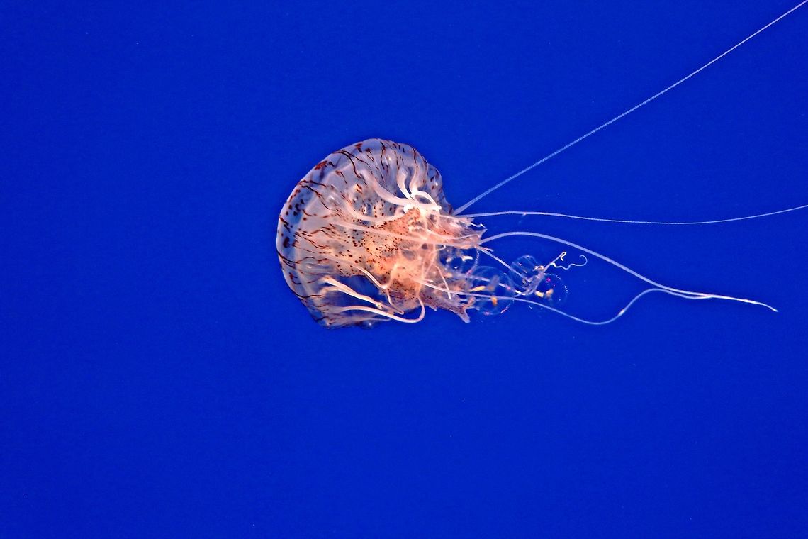 Chrysaora hysoscella Jellyfish Taken at Currumbin wildlife park, Australia  Compass jellyfish,hysoscella