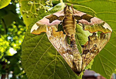 Lime Hawk moths Lime hawk moths mating Bulgaria,Geotagged,Lime Hawk-moth,Mimas tiliae,Winter