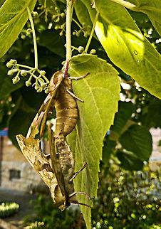 Lime hawk moths  Bulgaria,Geotagged,Lime Hawk-moth,Mimas tiliae,Winter