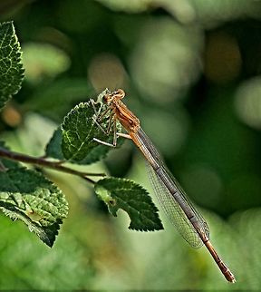 White legged damselfly  Platycnemis pennipes,white legged damselfly