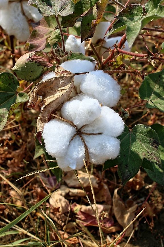 Cotton plant  Gossypium hirsutum,Upland cotton