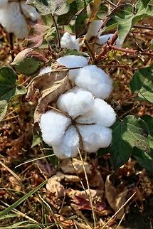 Cotton plant  Gossypium hirsutum,Upland cotton