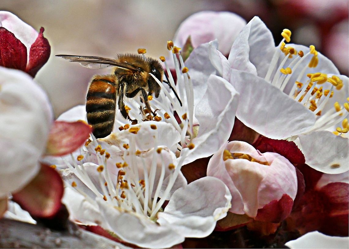 Pollen collector