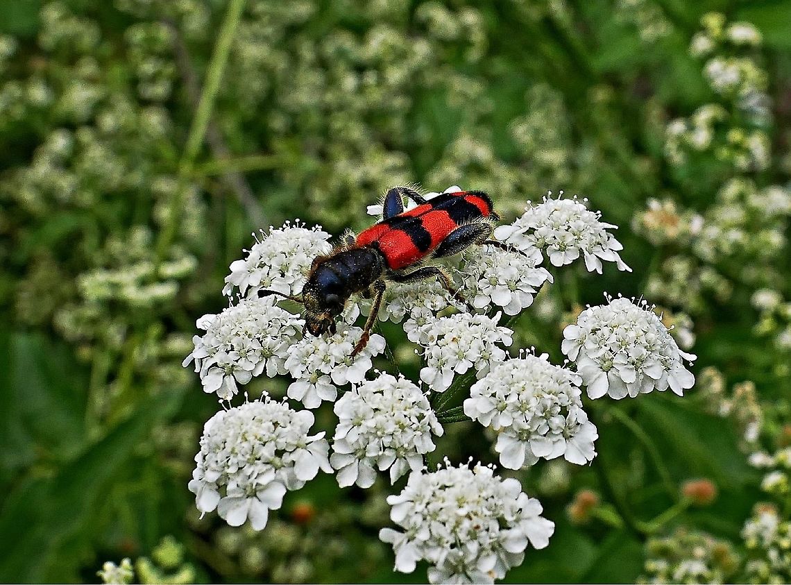 Breakfast time for Bulgarian bug Could this be Trichodes apiarius (Bee eating beetle) Cleridae,Trichodes,Trichodes crabroniformis