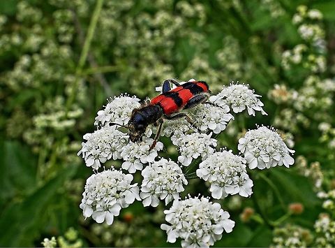 Breakfast time for Bulgarian bug Could this be Trichodes apiarius (Bee eating beetle) Cleridae,Trichodes,Trichodes crabroniformis