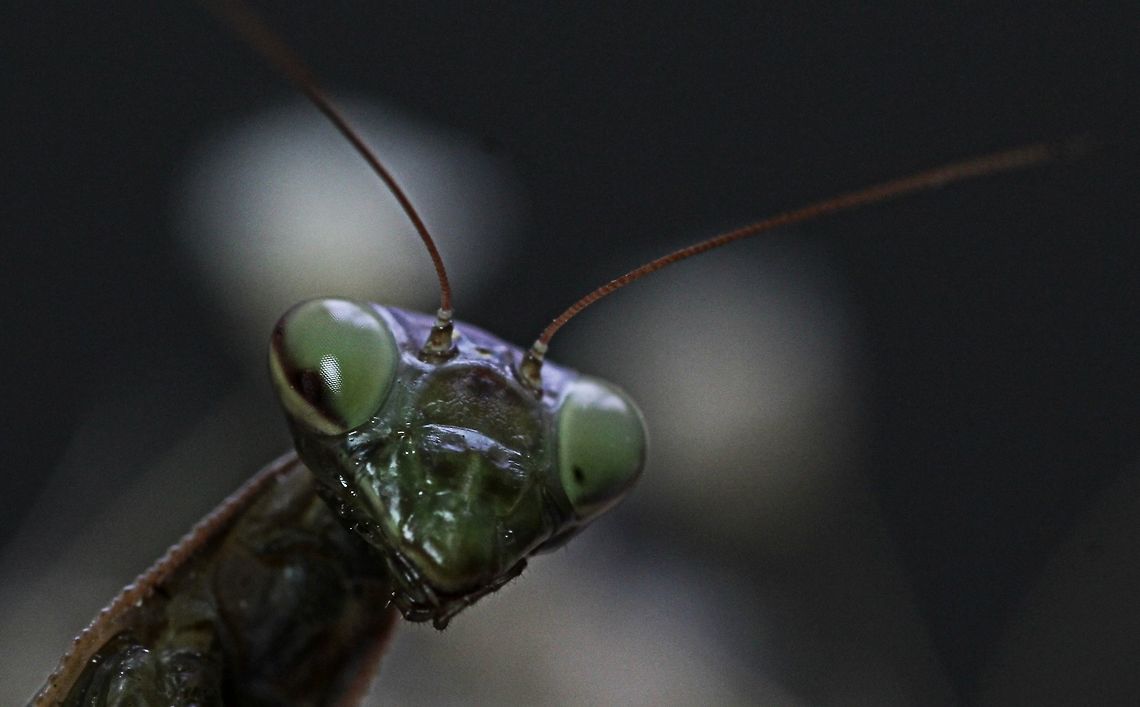 Mantis close up  European Mantis,Mantidae,Mantis,Mantis religios,Mantis religiosa
