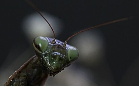 Mantis close up  European Mantis,Mantidae,Mantis,Mantis religios,Mantis religiosa
