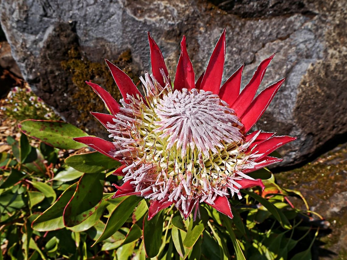 Protea cynaroides, the king protea  King protea,Protea cynaroides