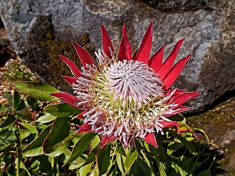 Protea cynaroides, the king protea  King protea,Protea cynaroides