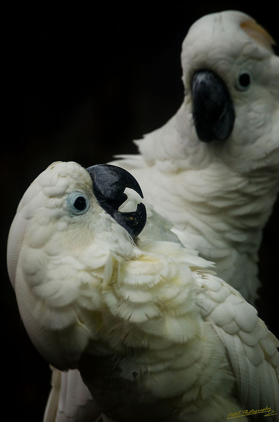 Happy White Cockatoo couple Taken in Saigon Zoo and Botanical Gardens Cacatua alba,Geotagged,Vietnam,White Cockatoo