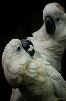 Happy White Cockatoo couple Taken in Saigon Zoo and Botanical Gardens Cacatua alba,Geotagged,Vietnam,White Cockatoo