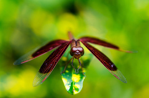 Red Grasshawk Dragonfly Taken in Saigon Zoo and Botanical Gardens Geotagged,Neurothemis fluctuans,Red Grasshawk,Vietnam